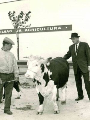 Award winning cattle at Madrid Fair